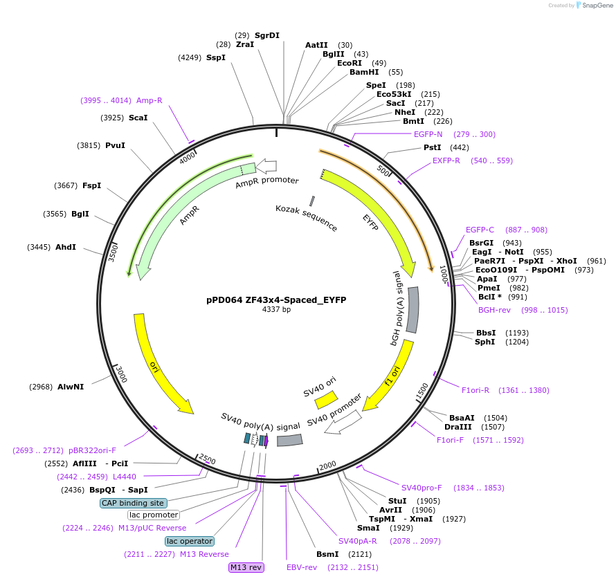 138877-plasmid-map-sequence-id-323339