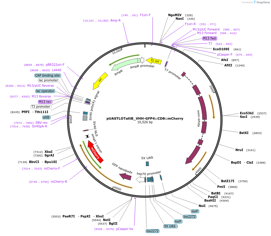 163917-plasmid-map-sequence-id-323453