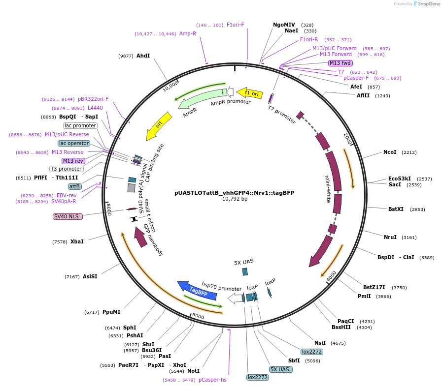 163925-plasmid-map-sequence-id-323454