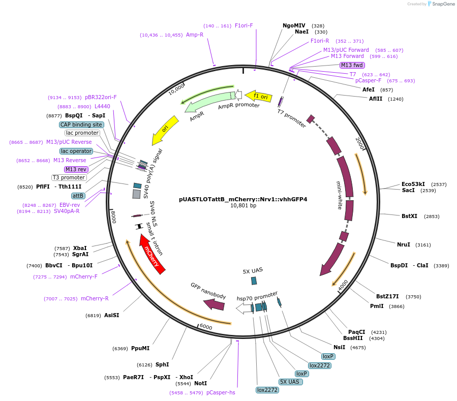163926-plasmid-map-sequence-id-323455