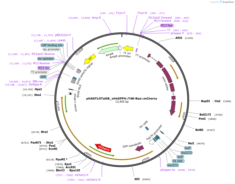 163927-plasmid-map-sequence-id-323456