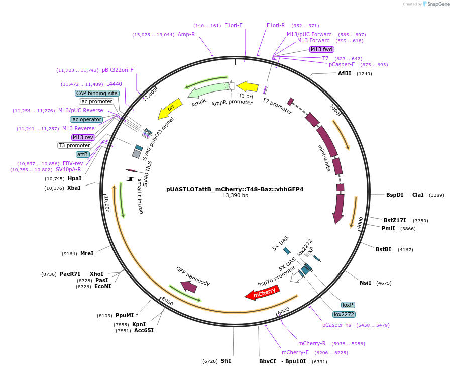 163928-plasmid-map-sequence-id-323457