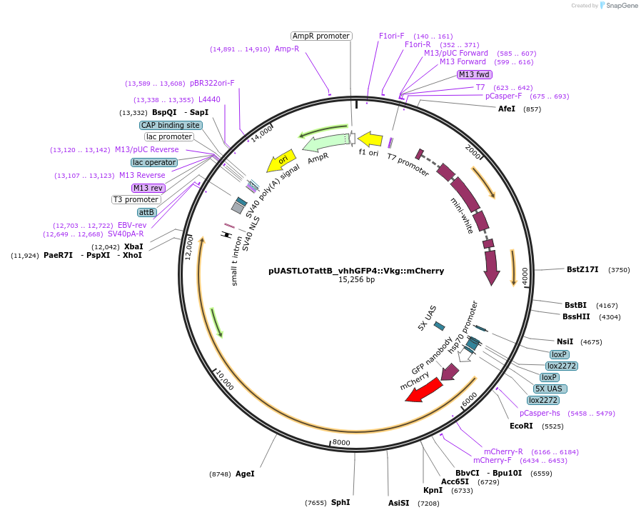 163929-plasmid-map-sequence-id-323459