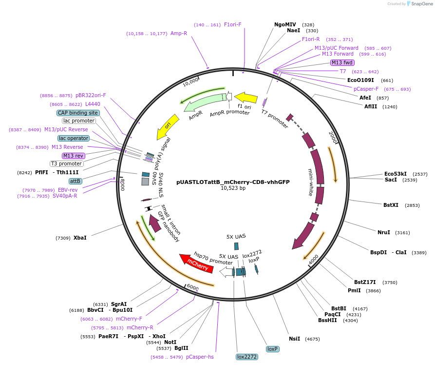 163930-plasmid-map-sequence-id-323460