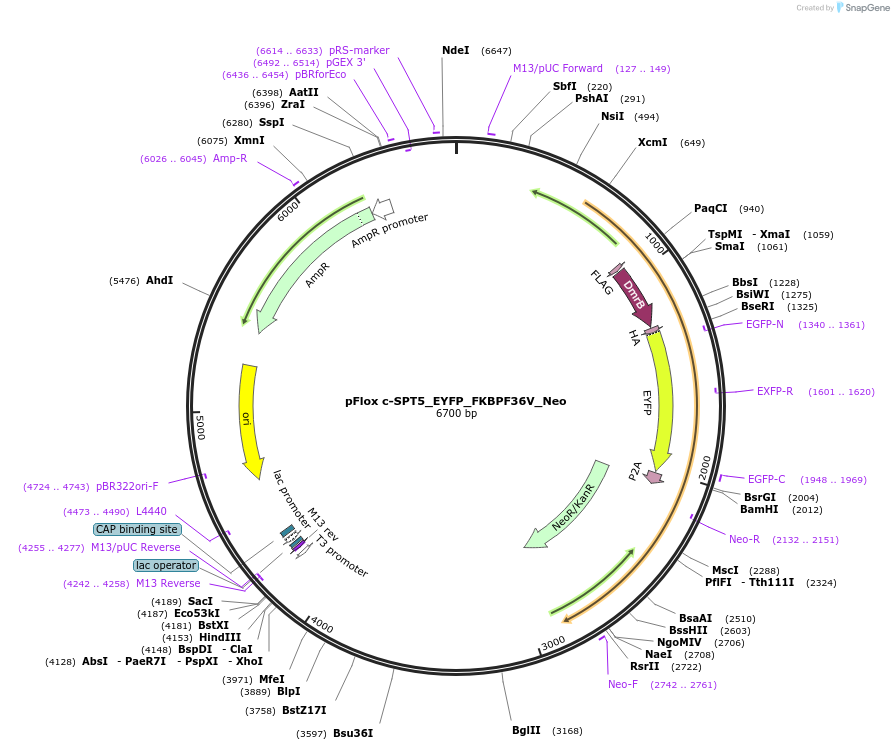163872-plasmid-map-sequence-id-323477