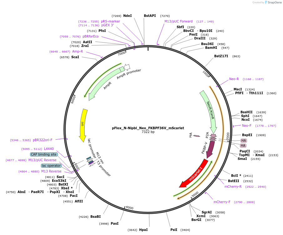 163883-plasmid-map-sequence-id-323478
