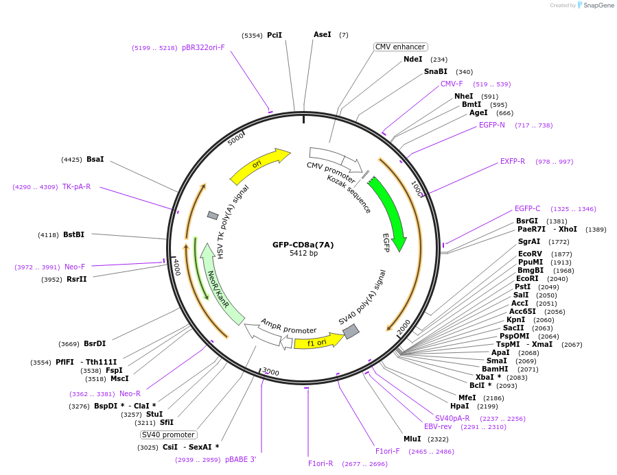 162498-plasmid-map-sequence-id-323489