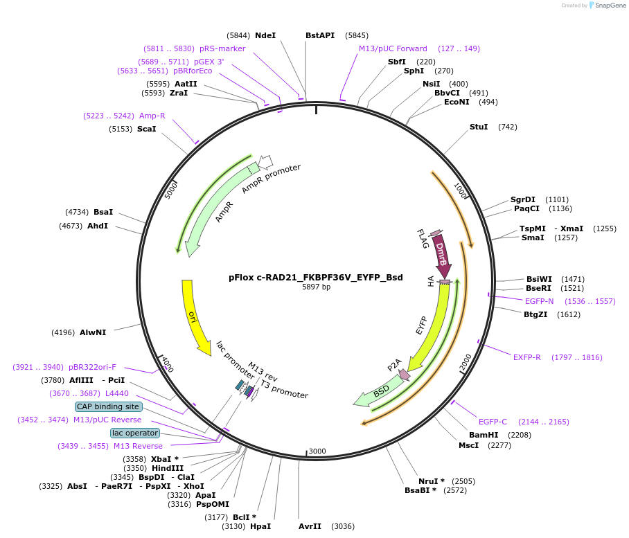 163871-plasmid-map-sequence-id-323492