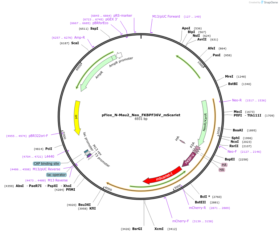 163881-plasmid-map-sequence-id-323505