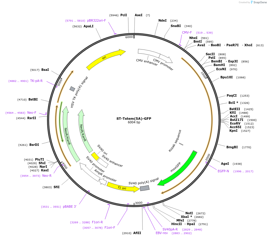 162502-plasmid-map-sequence-id-323507