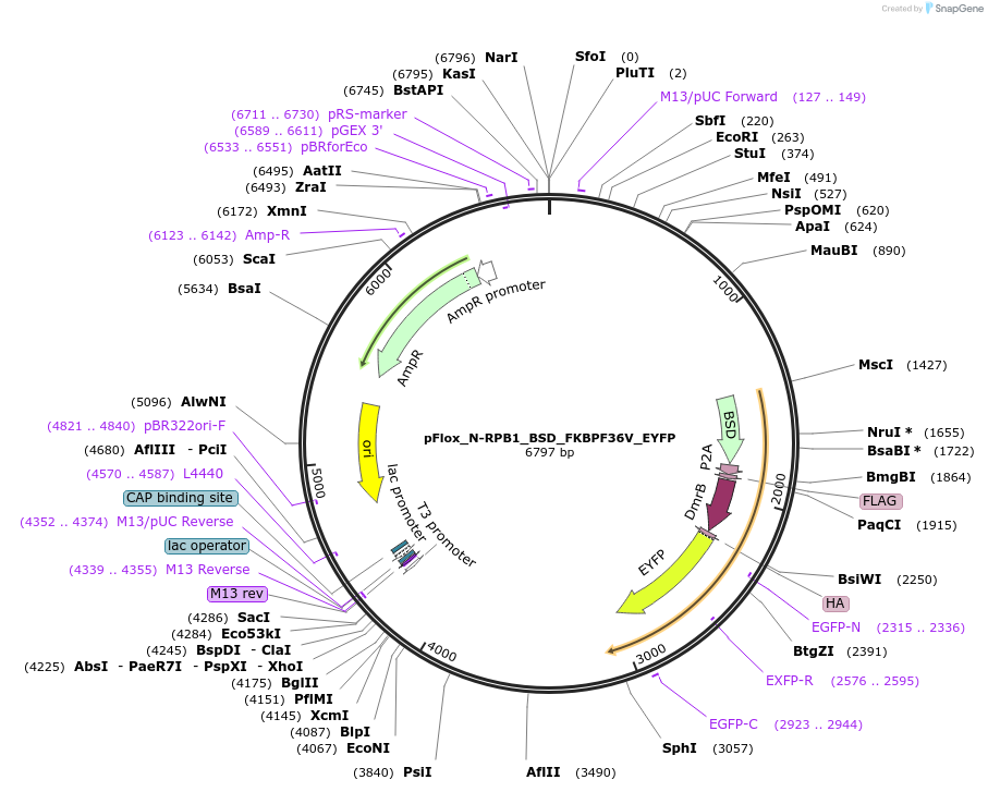 163884-plasmid-map-sequence-id-323516
