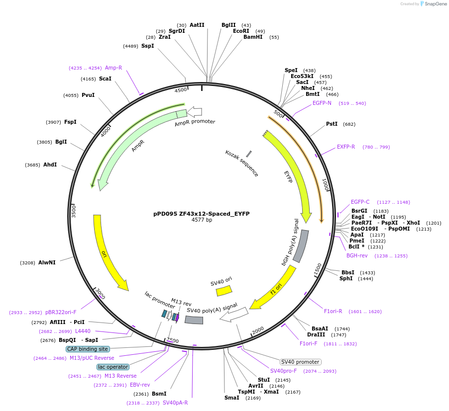 138883-plasmid-map-sequence-id-323523