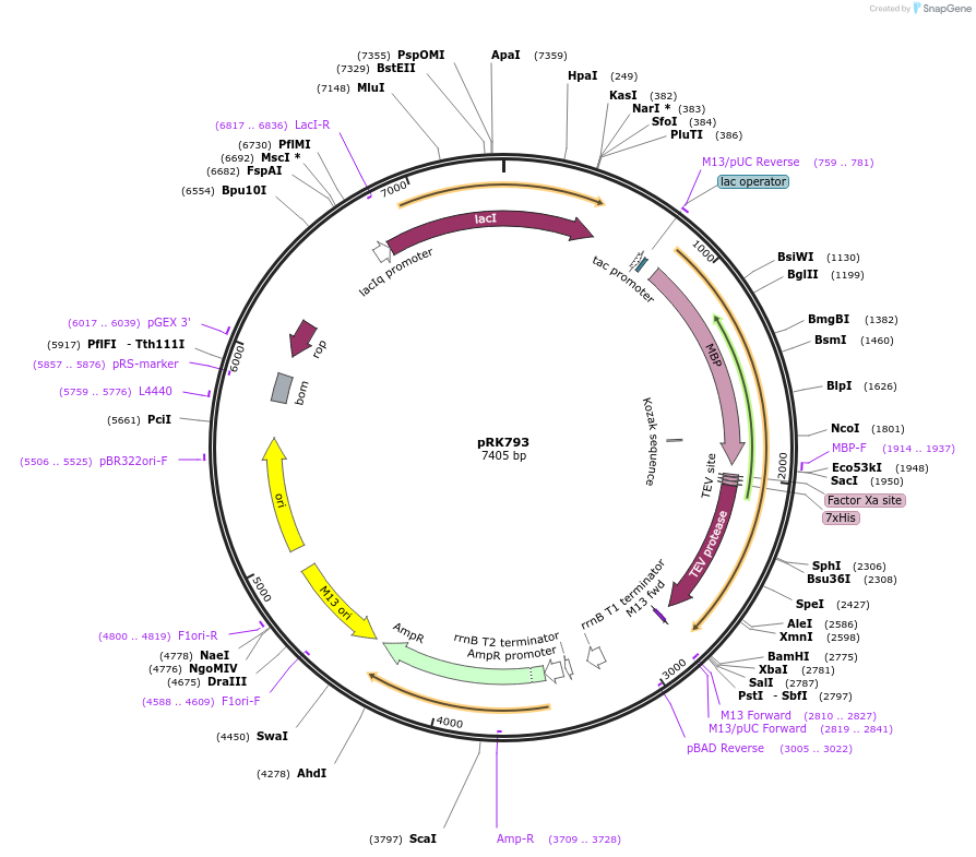 8827-plasmid-map-sequence-id-323557