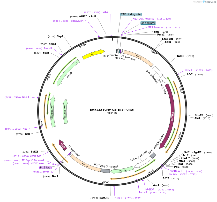 72834-plasmid-map-sequence-id-323566