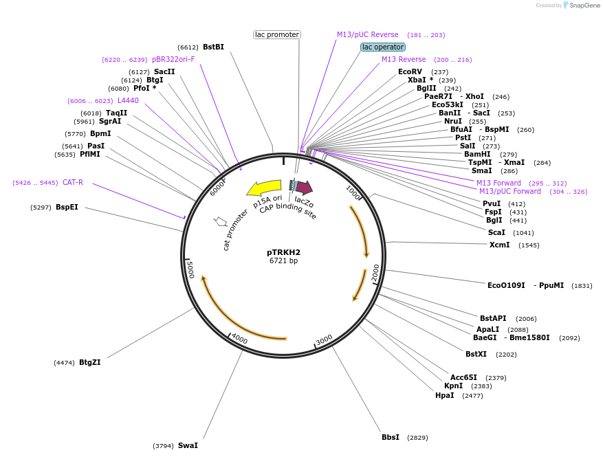 71312-plasmid-map-sequence-id-323567