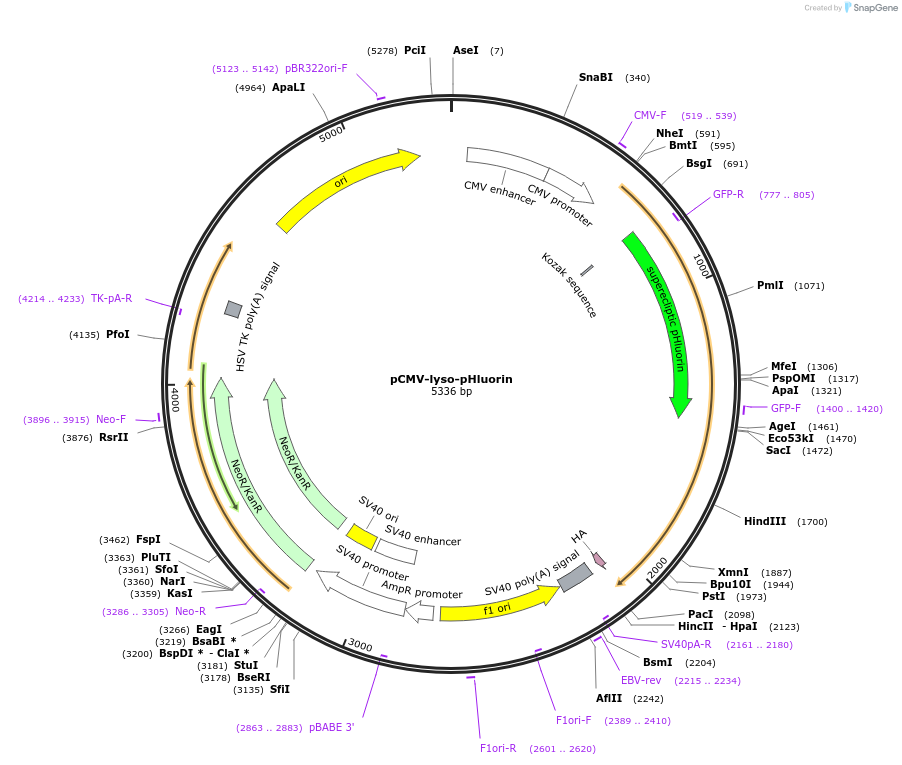 70113-plasmid-map-sequence-id-323570