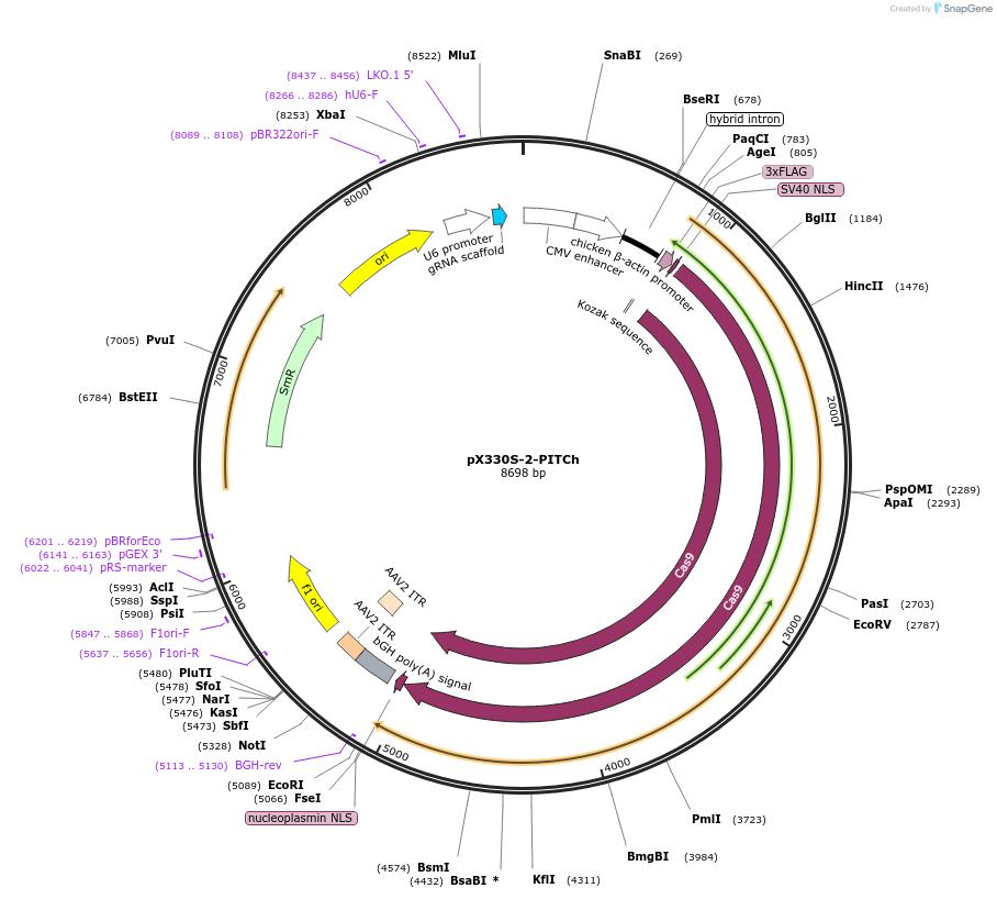 63670-plasmid-map-sequence-id-323573