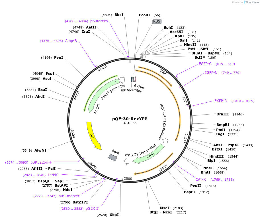 141070-plasmid-map-sequence-id-323577