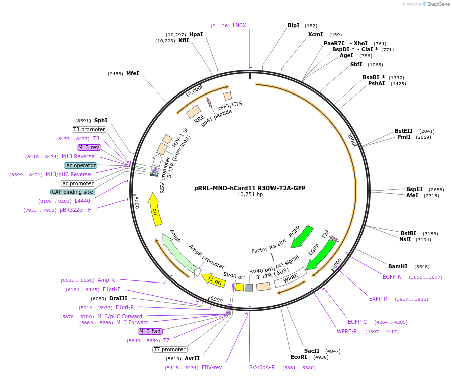 163786-plasmid-map-sequence-id-323578