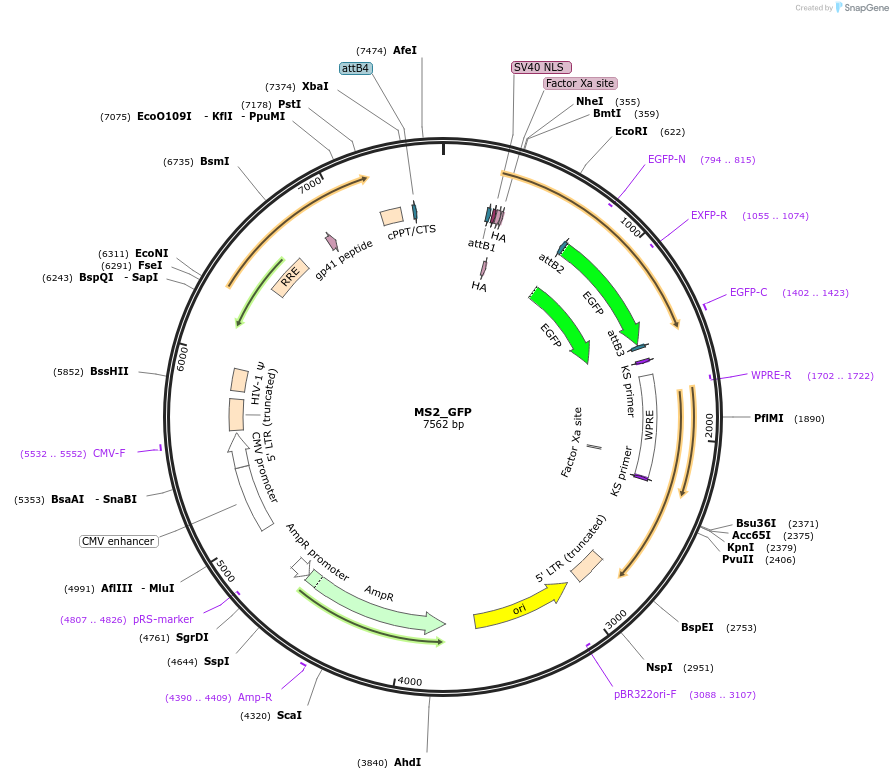 61764-plasmid-map-sequence-id-323591