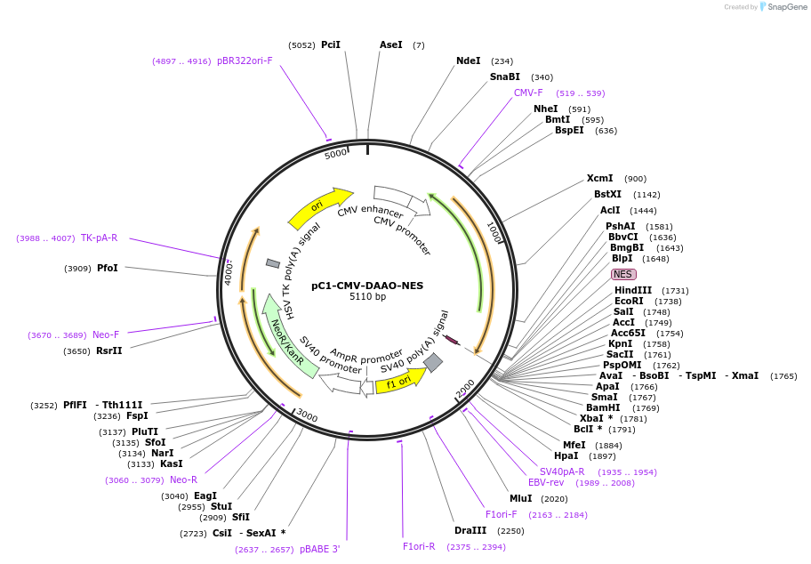 141107-plasmid-map-sequence-id-323597