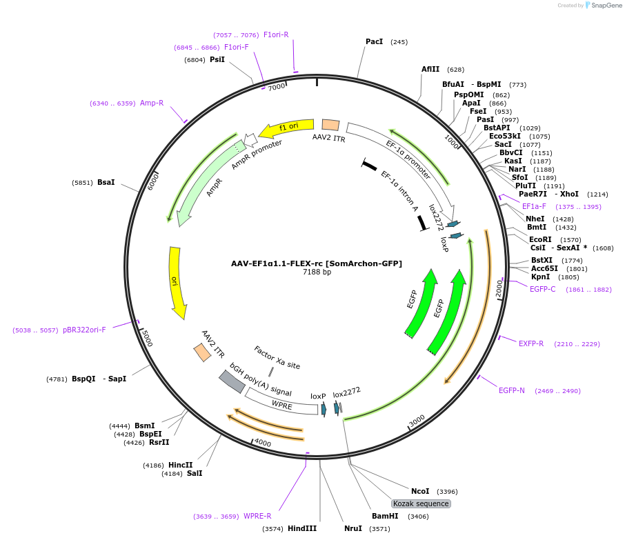 153532-plasmid-map-sequence-id-323605