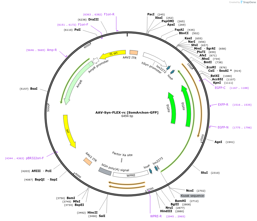 153533-plasmid-map-sequence-id-323608