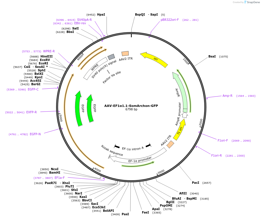 153531-plasmid-map-sequence-id-323611