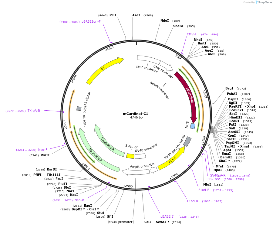 54799-plasmid-map-sequence-id-323618