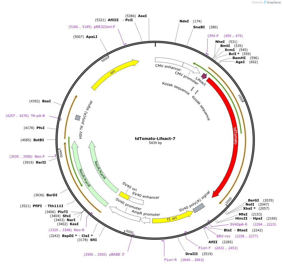54528-plasmid-map-sequence-id-323619