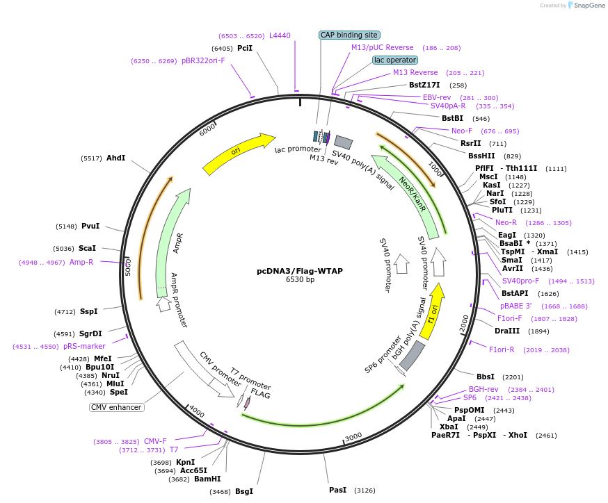 53741-plasmid-map-sequence-id-323623