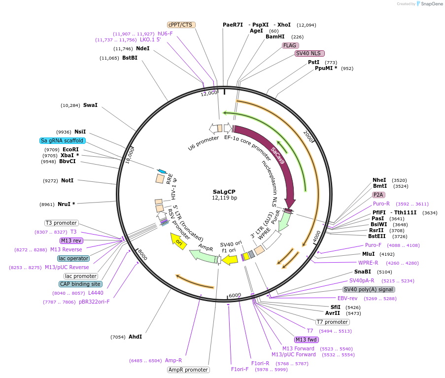 164562-plasmid-map-sequence-id-323624