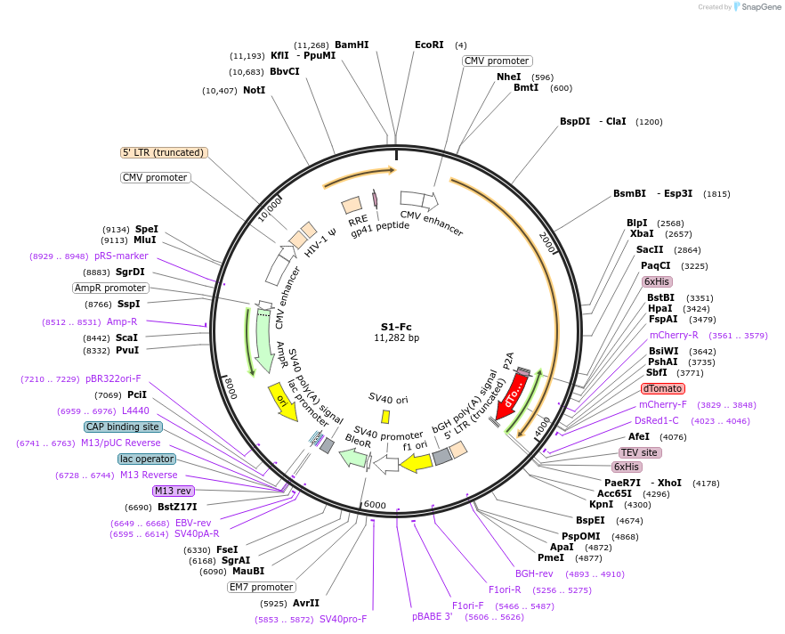 164220-plasmid-map-sequence-id-323636