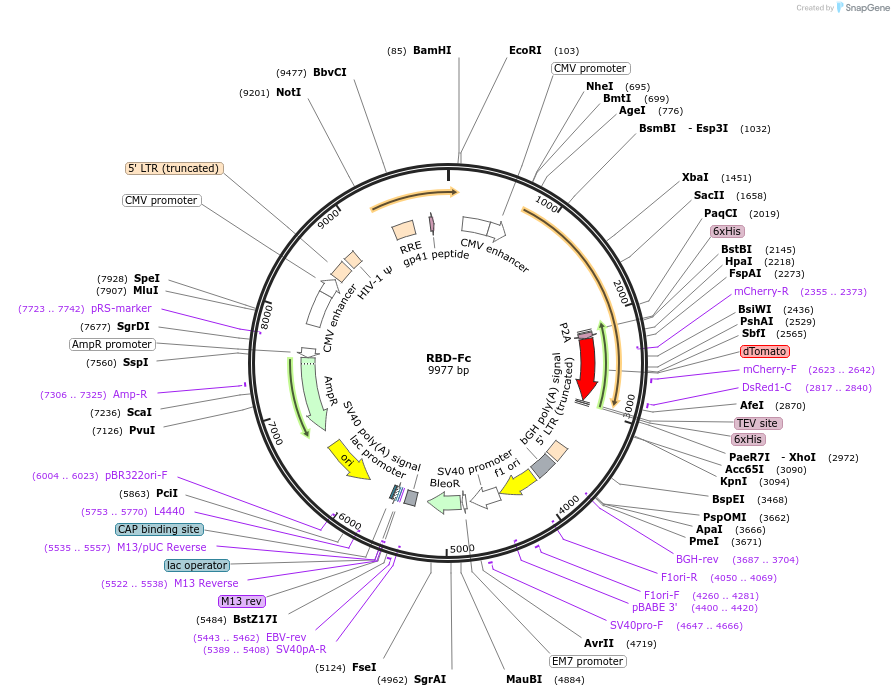 164221-plasmid-map-sequence-id-323637