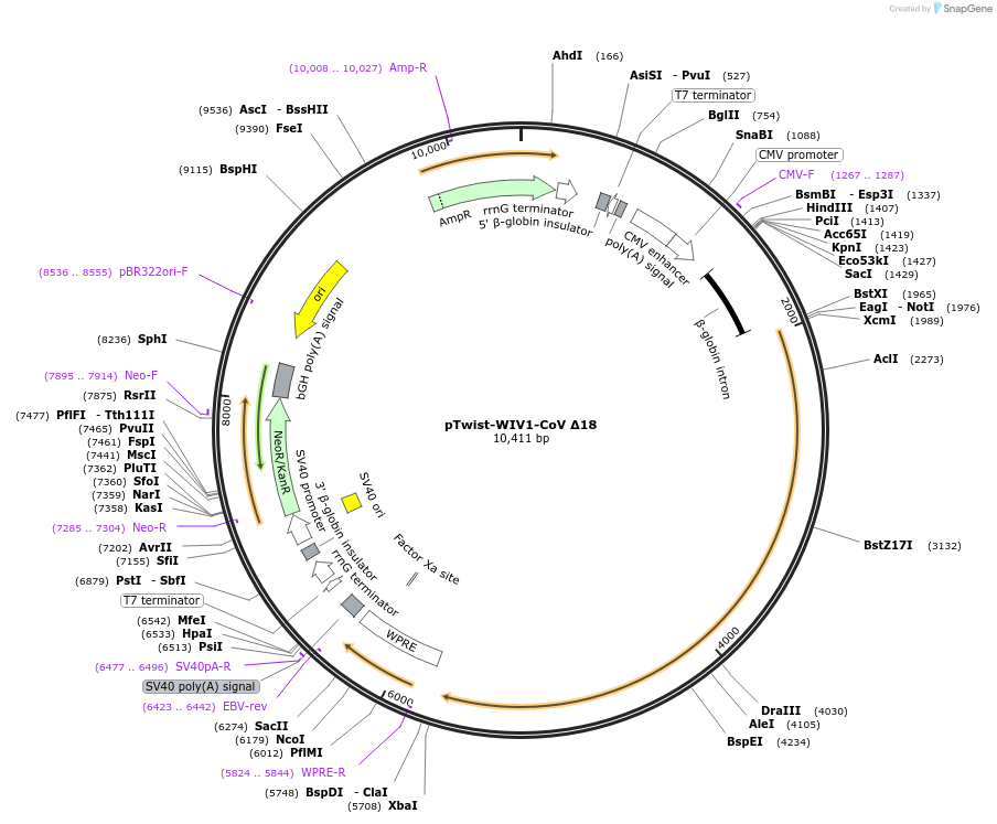 164439-plasmid-map-sequence-id-323652
