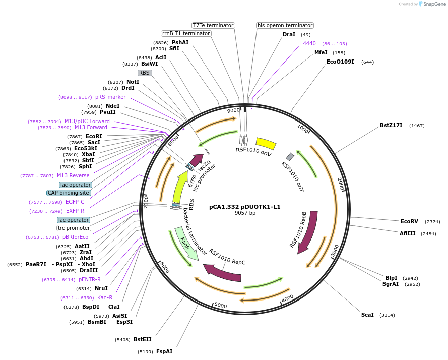 162351-plasmid-map-sequence-id-323714