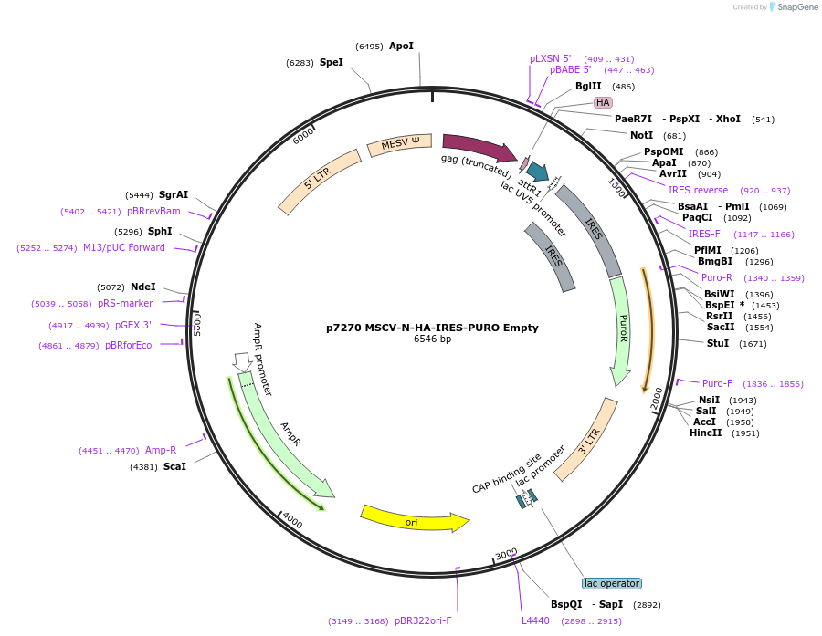 163302-plasmid-map-sequence-id-323715