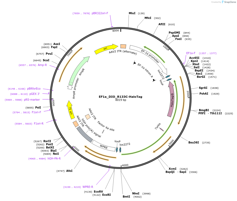 164064-plasmid-map-sequence-id-323737