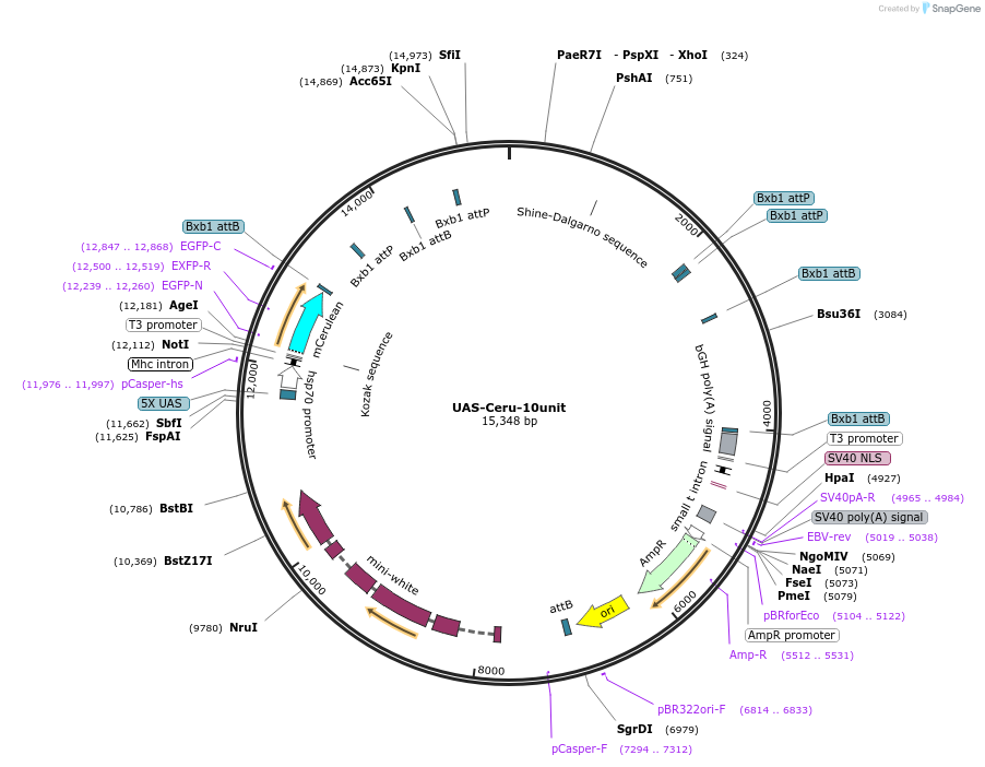 158389-plasmid-map-sequence-id-323835