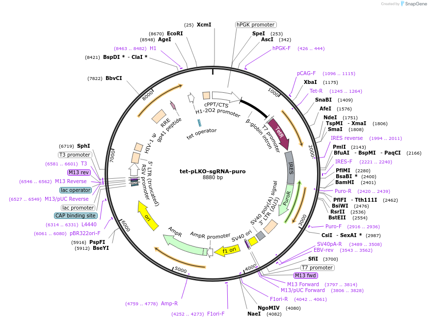 104321-plasmid-map-sequence-id-323839