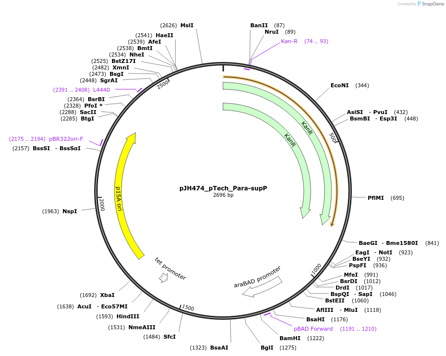 163718-plasmid-map-sequence-id-323842