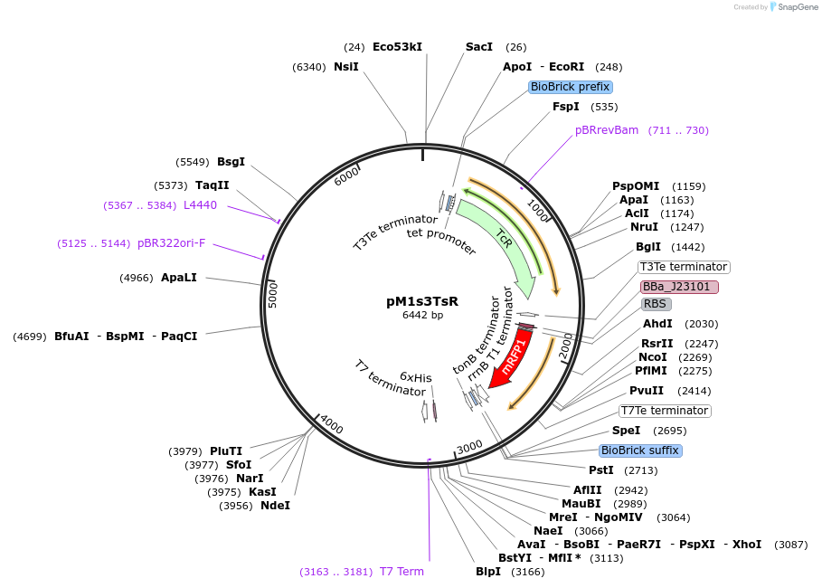 137922-plasmid-map-sequence-id-323851