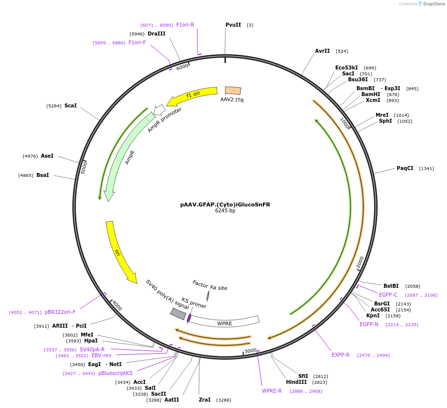 164513-plasmid-map-sequence-id-323852