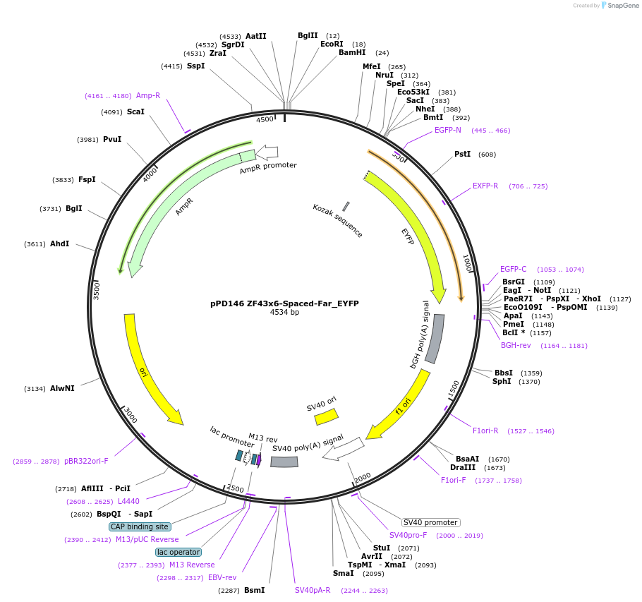 138892-plasmid-map-sequence-id-323879