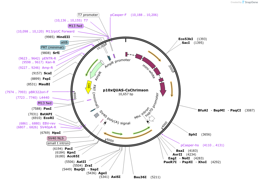 163629-plasmid-map-sequence-id-323880