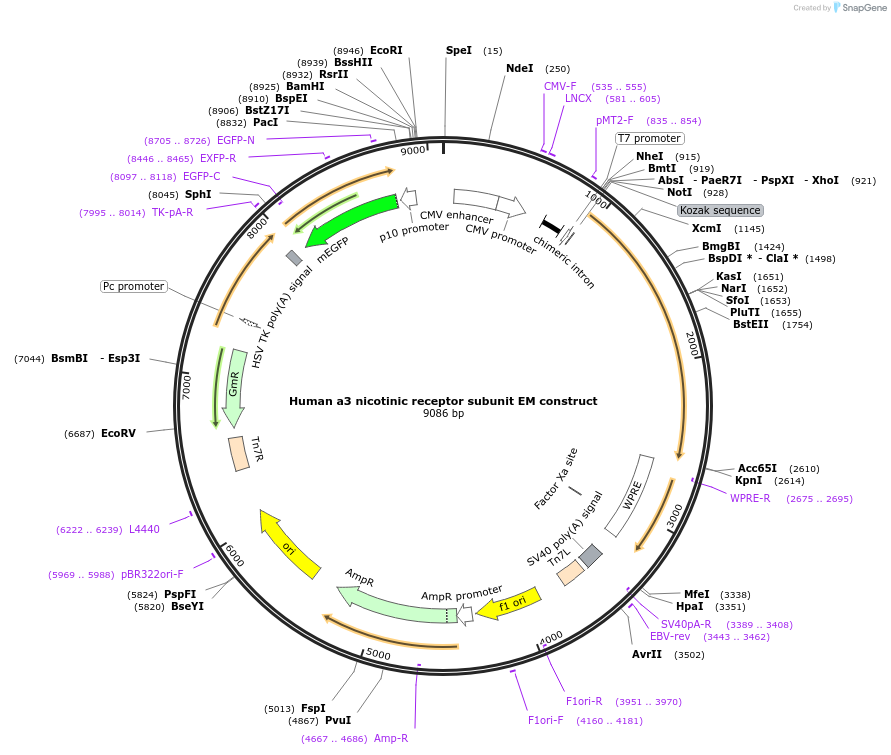 163960-plasmid-map-sequence-id-323882