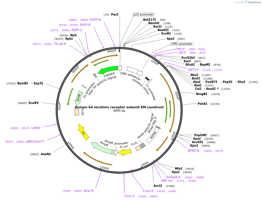 163961-plasmid-map-sequence-id-323883