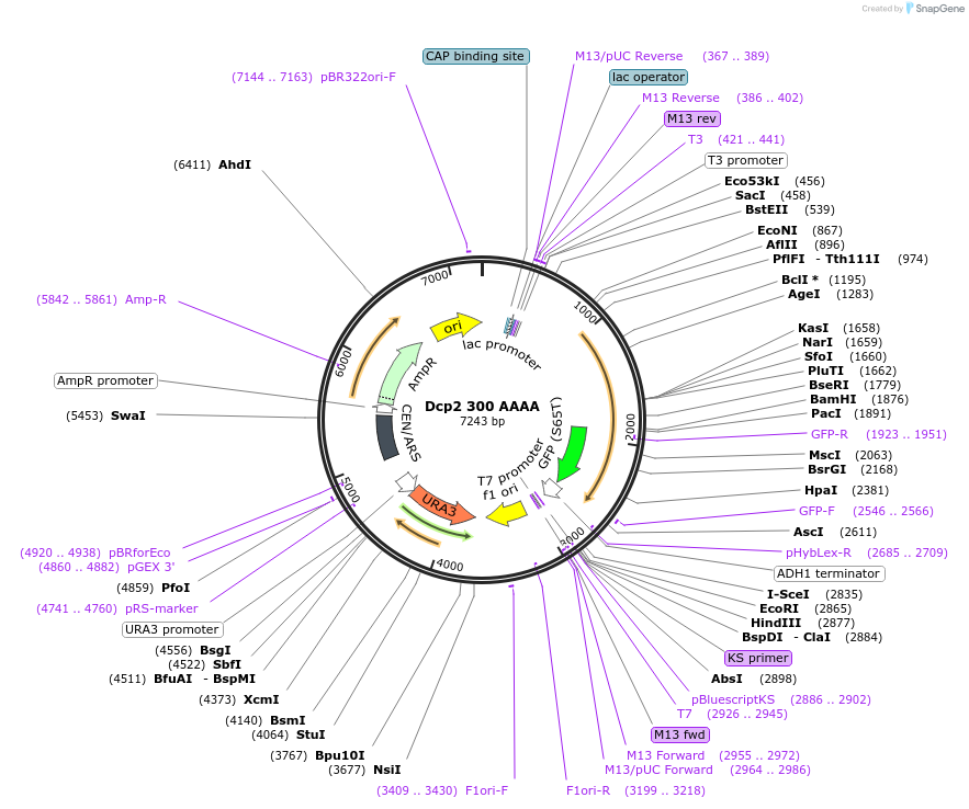 163579-plasmid-map-sequence-id-323890