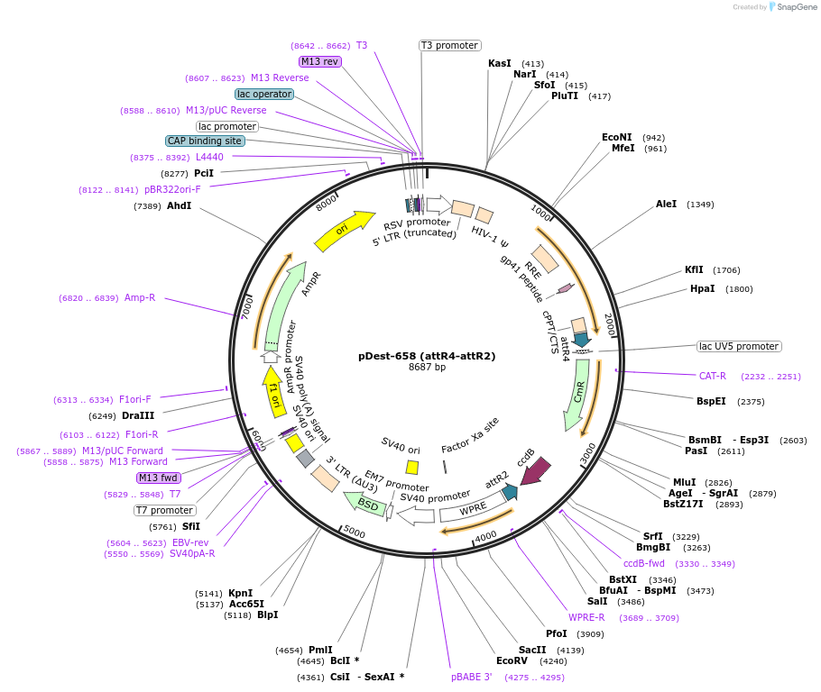 161882-plasmid-map-sequence-id-323891
