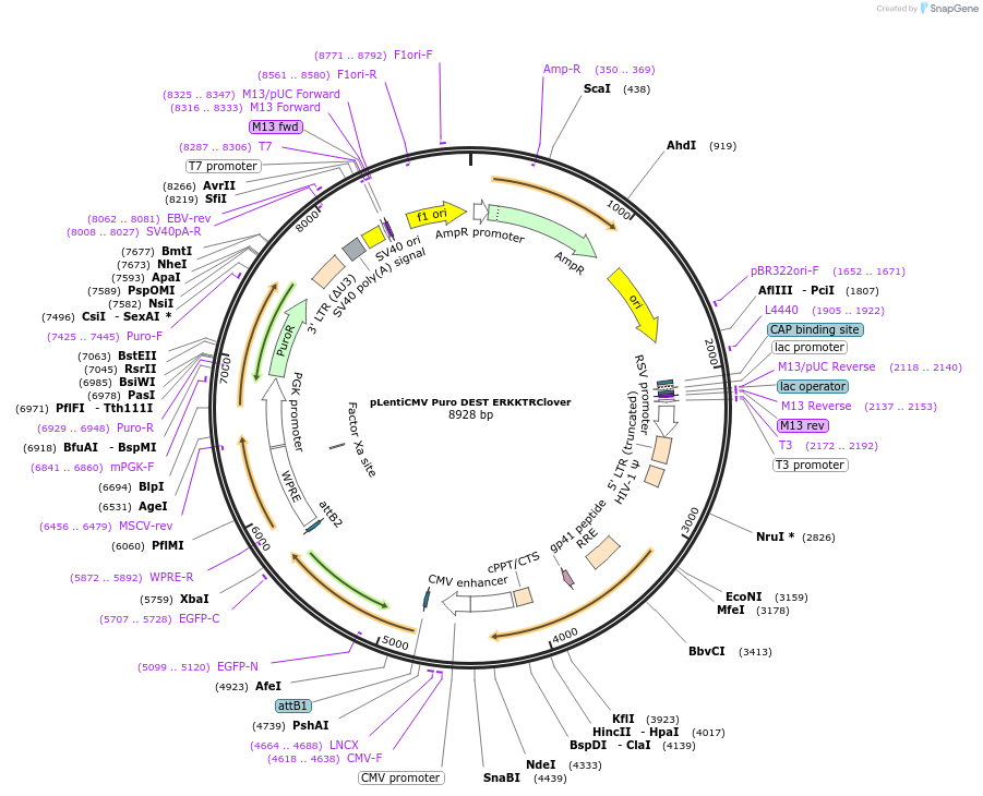 59150-plasmid-map-sequence-id-323894